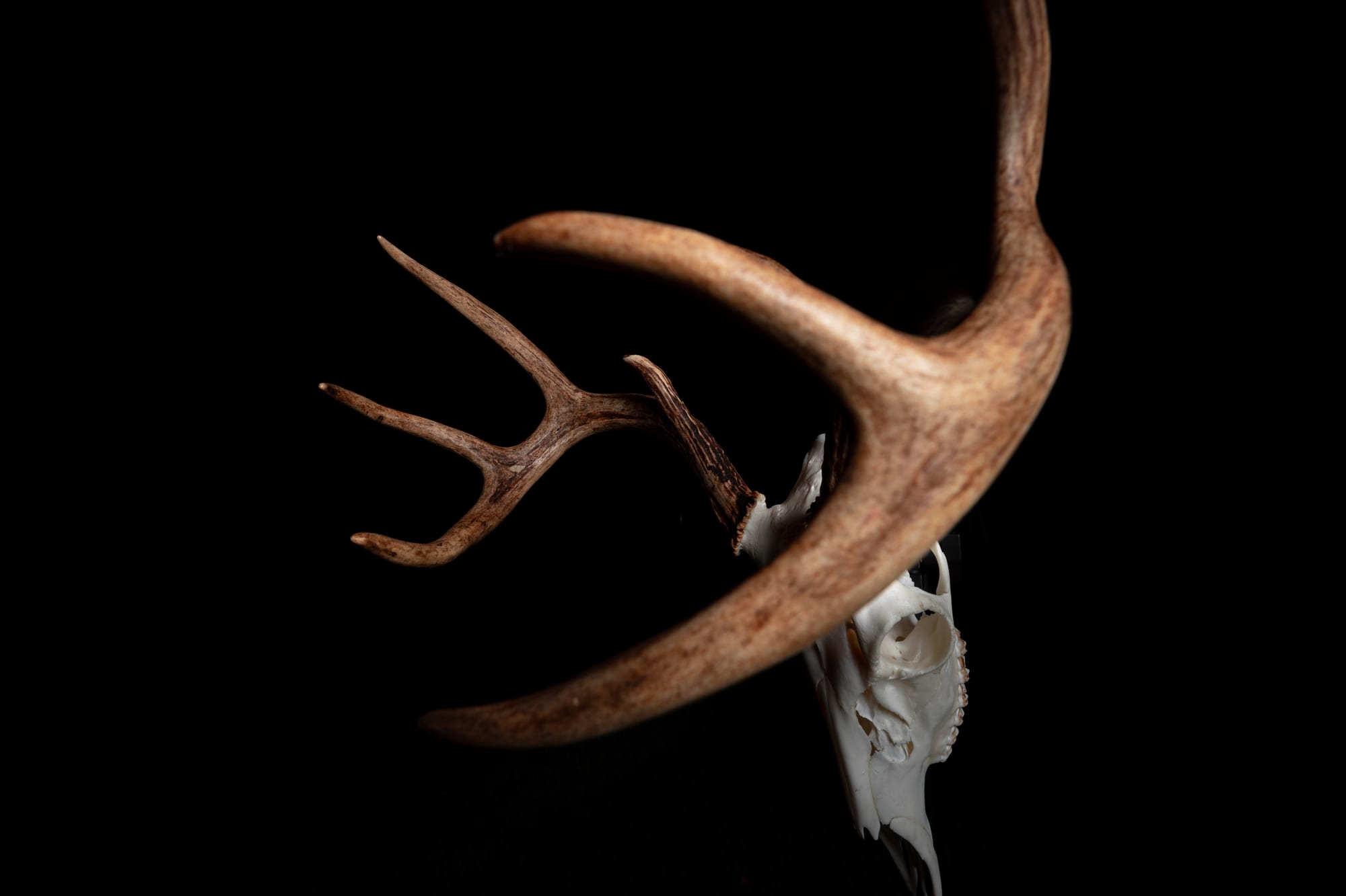 Antler detail studio shot