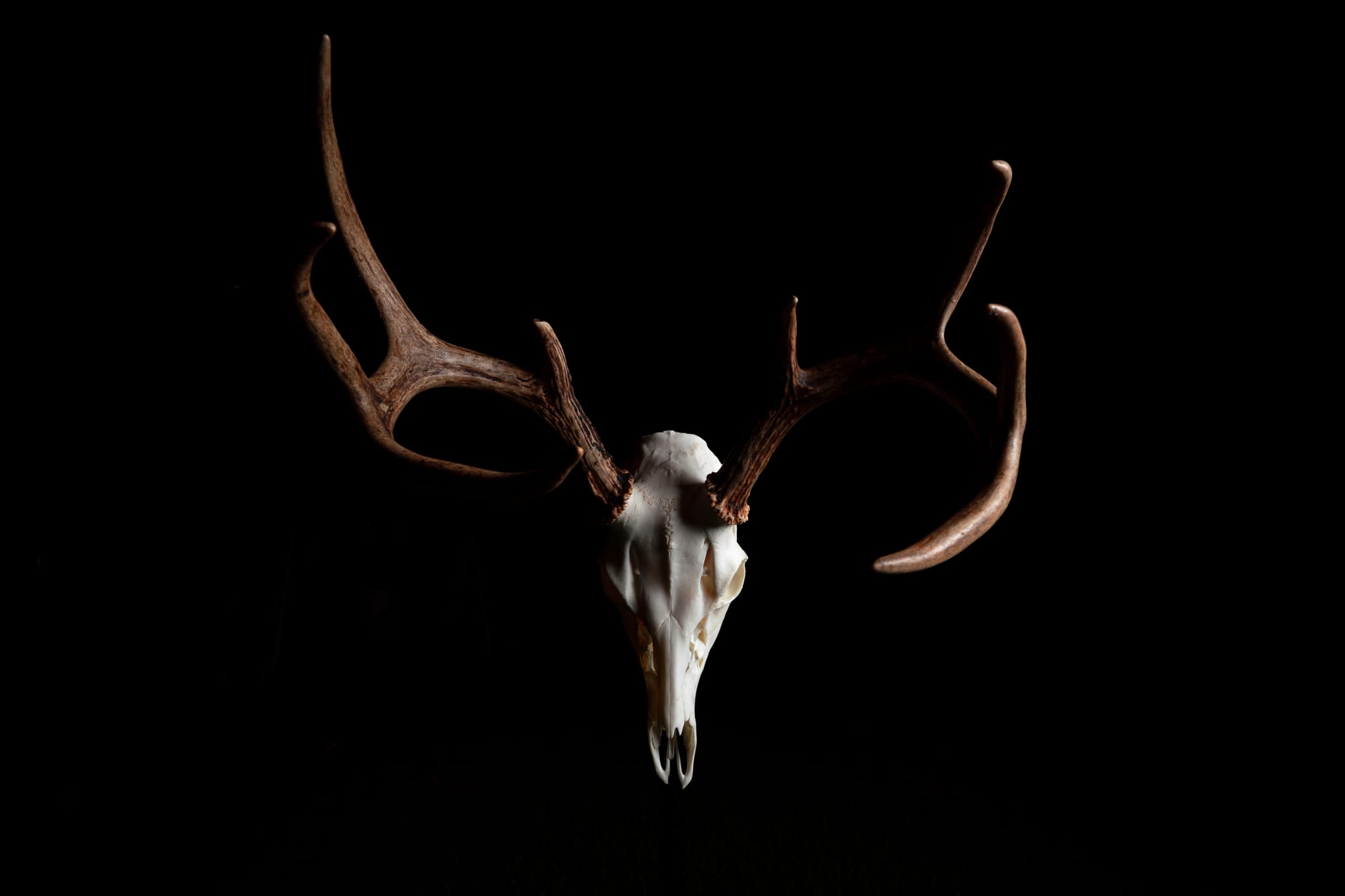 Deer skull and antlers studio shot